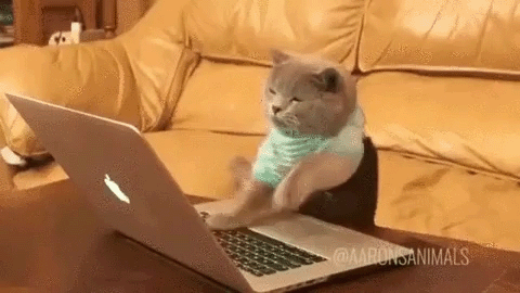 cat typing fast on a mac